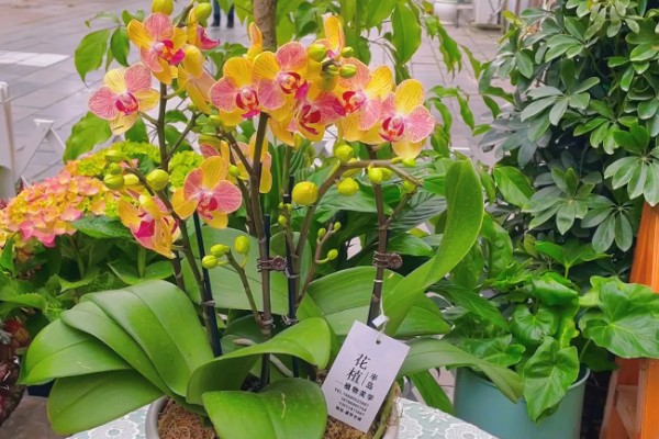 蝴蝶兰开花后如何浇水,建议在上午的10点进行浇水