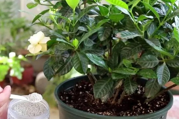 栀子花和桂花哪个更香，花香各有不同