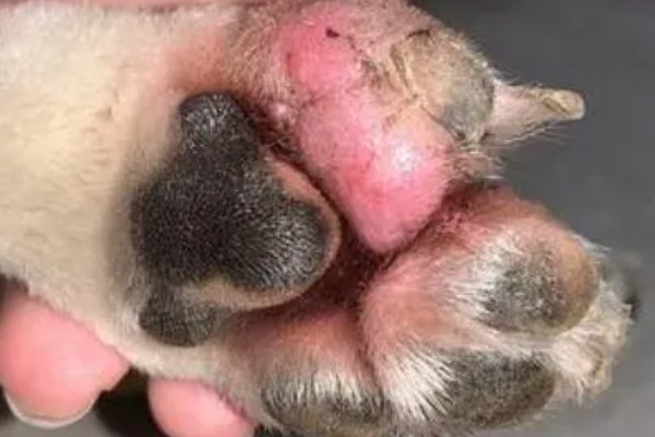 狗狗趾间炎的治疗方式,可使用抗真菌喷剂进行治疗