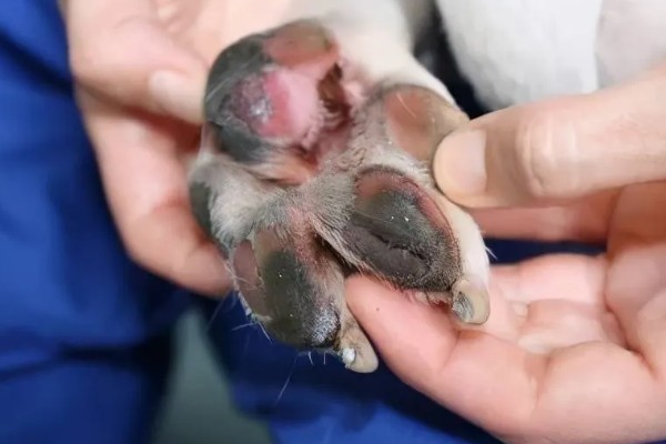 狗狗趾间炎的治疗方式,可使用抗真菌喷剂进行治疗