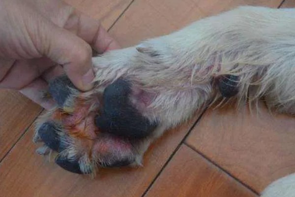 狗狗趾间炎的治疗方式,可使用抗真菌喷剂进行治疗