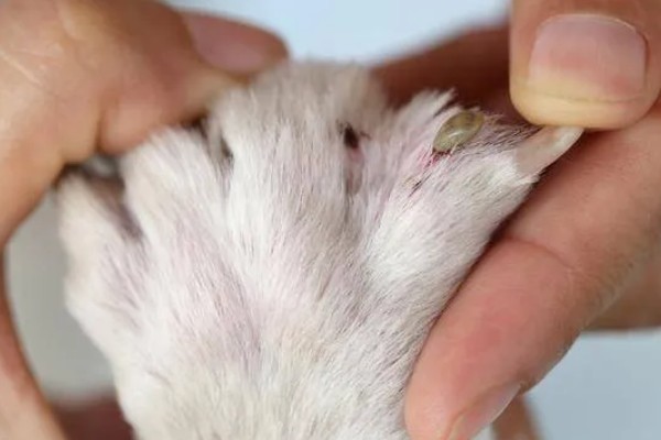 狗狗趾间炎的治疗方式,可使用抗真菌喷剂进行治疗