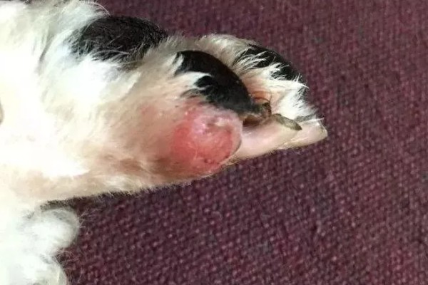 狗狗趾间炎的治疗方式,可使用抗真菌喷剂进行治疗