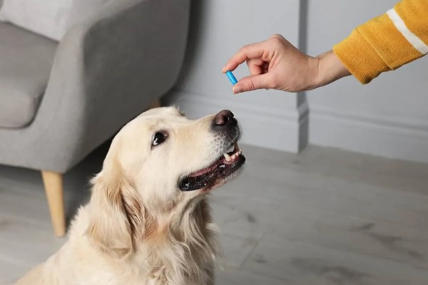 狗狗趾间炎的治疗方式,可使用抗真菌喷剂进行治疗