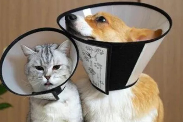 狗狗趾间炎的治疗方式,可使用抗真菌喷剂进行治疗