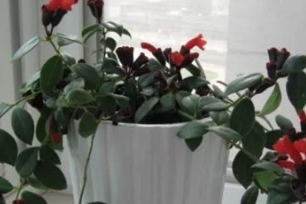 口红花的养殖方法，生长期每天给予6小时以上的光照