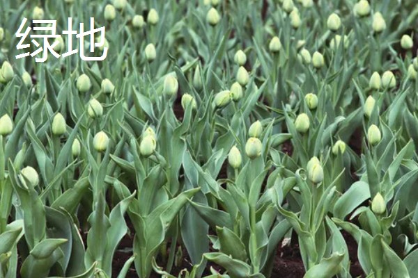 郁金香的品种，常见的有荷兰小姐、阿普多美等