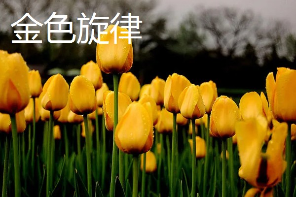 郁金香的品种，常见的有荷兰小姐、阿普多美等