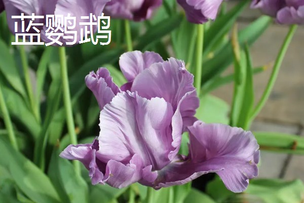 郁金香的品种，常见的有荷兰小姐、阿普多美等