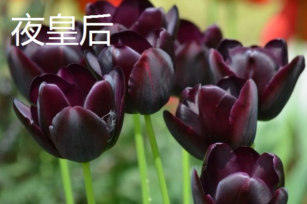 郁金香的品种，常见的有荷兰小姐、阿普多美等