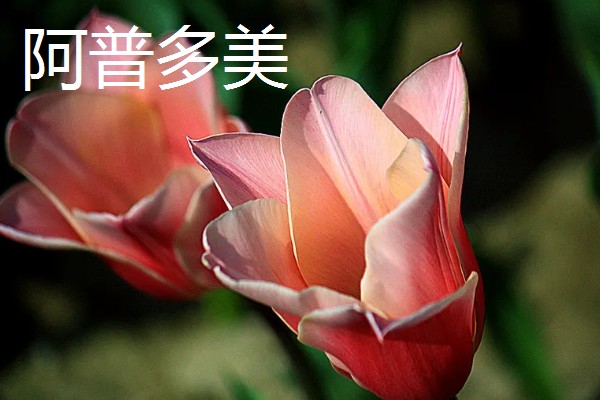 郁金香的品种，常见的有荷兰小姐、阿普多美等
