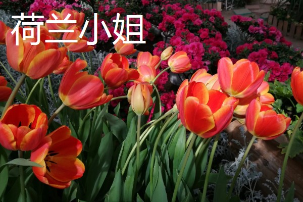 郁金香的品种，常见的有荷兰小姐、阿普多美等