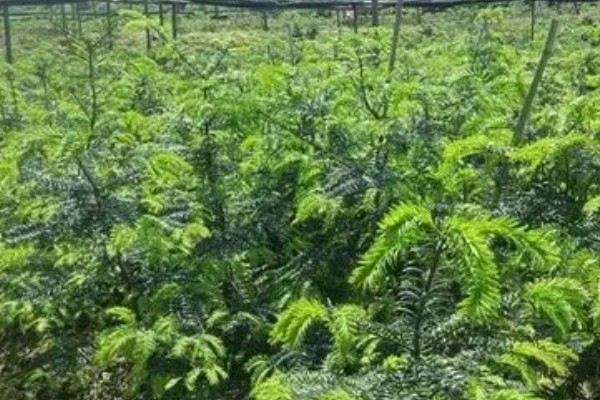 香榧的种植前景，种植前景较好