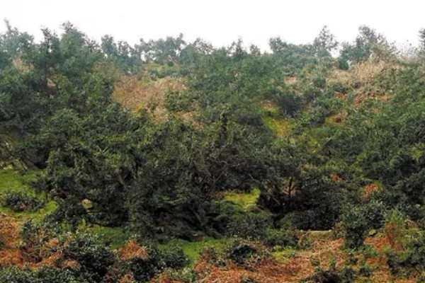 香榧的种植前景，种植前景较好
