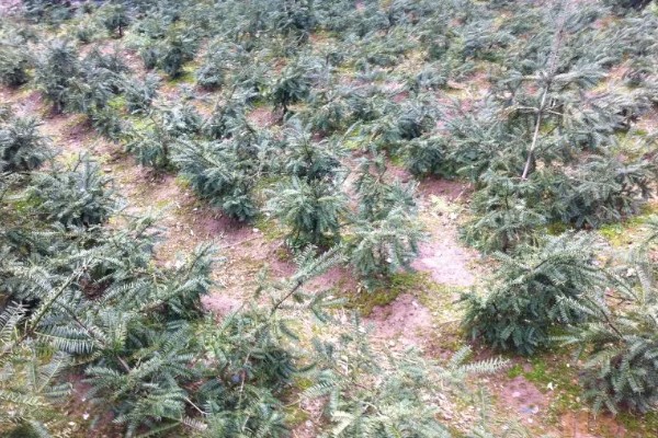 香榧的种植前景，种植前景较好