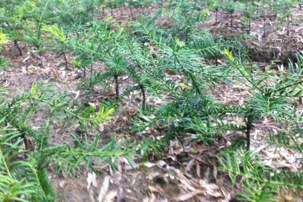 香榧的种植前景，种植前景较好