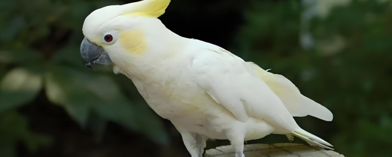 鹦鹉能不能听懂人说话，鹦鹉是听不懂人话的