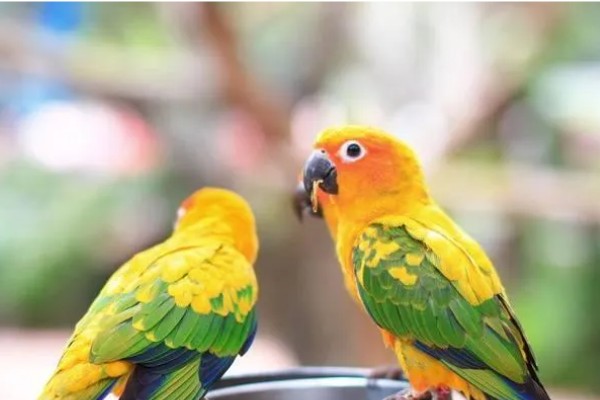 鹦鹉能不能听懂人说话，鹦鹉是听不懂人话的