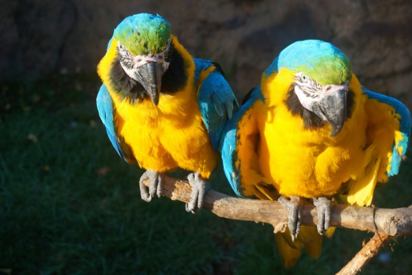 鹦鹉能不能听懂人说话，鹦鹉是听不懂人话的