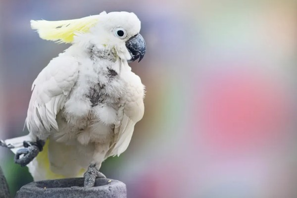 鹦鹉能不能听懂人说话，鹦鹉是听不懂人话的