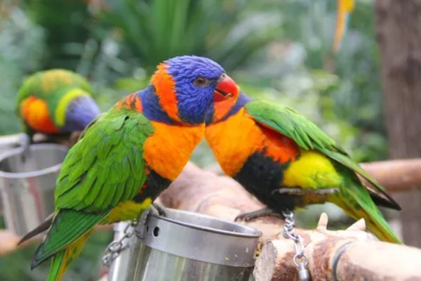 鹦鹉能不能听懂人说话，鹦鹉是听不懂人话的