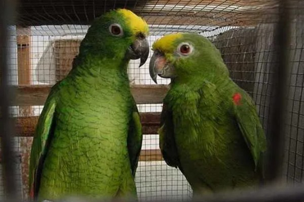 鹦鹉能不能听懂人说话，鹦鹉是听不懂人话的