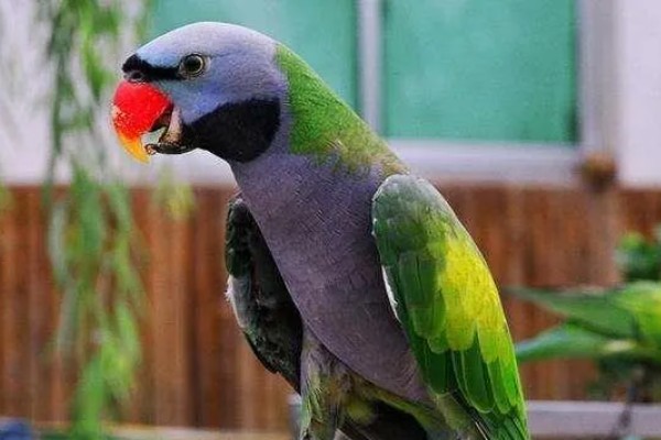 鹦鹉能不能听懂人说话，鹦鹉是听不懂人话的