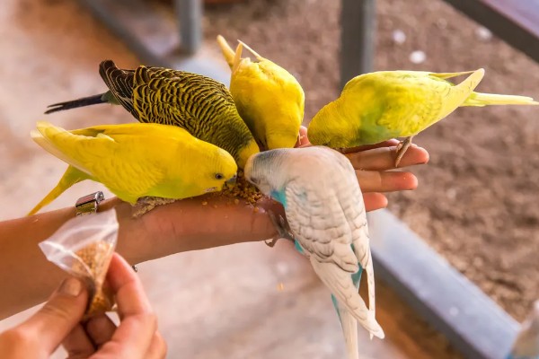 鹦鹉能不能听懂人说话，鹦鹉是听不懂人话的