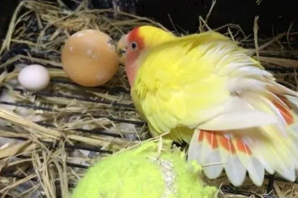 鹦鹉能不能听懂人说话，鹦鹉是听不懂人话的