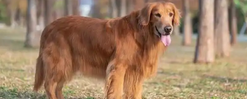 金毛和拉布拉多犬哪个适合养，作为家庭陪伴犬金毛犬会更适合