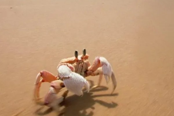 为什么螃蟹横着走，其关节的活动方式是上下活动