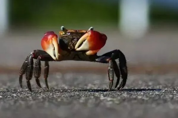 为什么螃蟹横着走，其关节的活动方式是上下活动