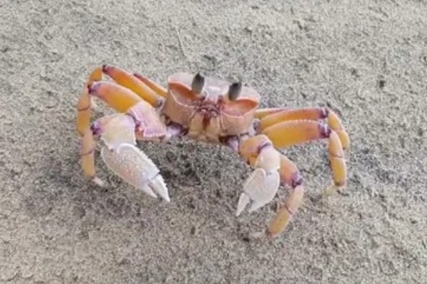 为什么螃蟹横着走，其关节的活动方式是上下活动