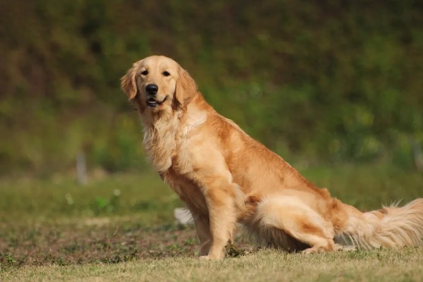 金毛和拉布拉多犬哪个适合养，作为家庭陪伴犬金毛犬会更适合