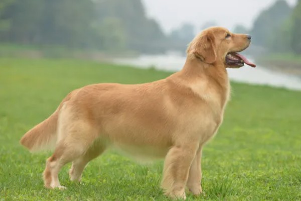 金毛和拉布拉多犬哪个适合养，作为家庭陪伴犬金毛犬会更适合