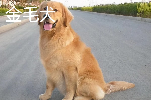 金毛和拉布拉多犬哪个适合养，作为家庭陪伴犬金毛犬会更适合
