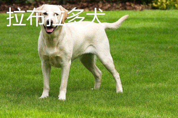 金毛和拉布拉多犬哪个适合养，作为家庭陪伴犬金毛犬会更适合