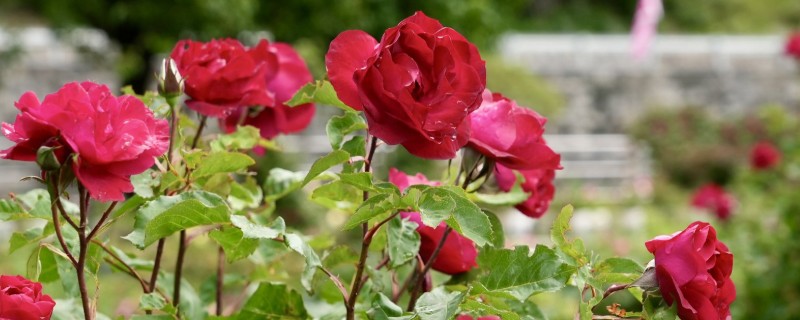 哪些花的花语是爱情，有玫瑰花、桔梗花、薰衣草等