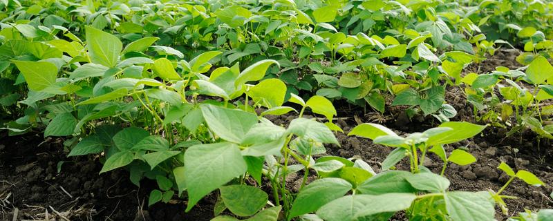 大豆的生长过程介绍，分为萌芽期、出苗期、幼苗期等