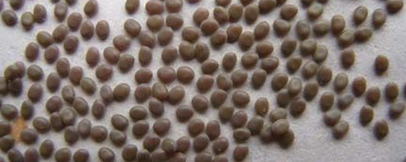 蚕卵如何才能保存到第二年，可冷藏保存