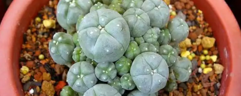 乌羽玉的栽培技术,宜用深盆种植