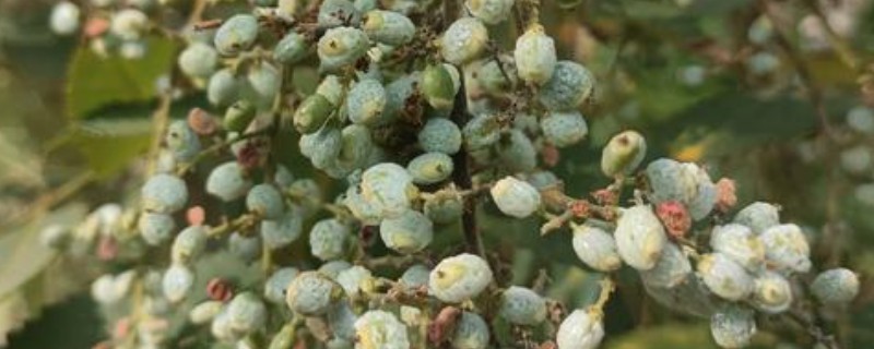 种植五倍子的方法，种植前需浸种处理