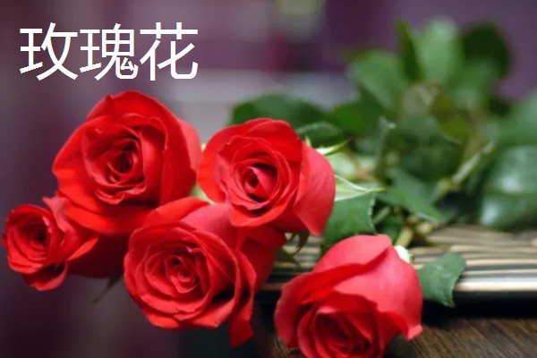 哪些花的花语是爱情，有玫瑰花、桔梗花、薰衣草等