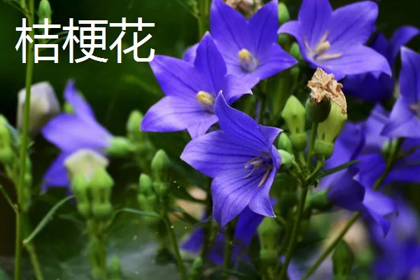哪些花的花语是爱情，有玫瑰花、桔梗花、薰衣草等