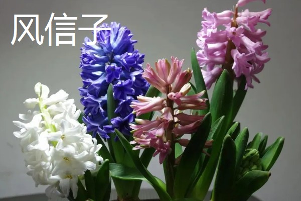 哪些花的花语是爱情，有玫瑰花、桔梗花、薰衣草等