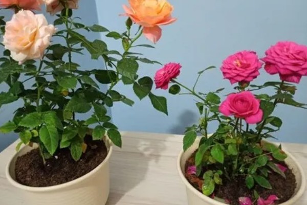 哪些花的花语是爱情，有玫瑰花、桔梗花、薰衣草等