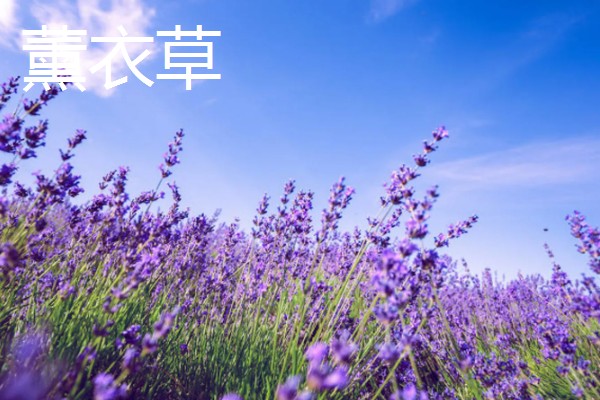 哪些花的花语是爱情，有玫瑰花、桔梗花、薰衣草等