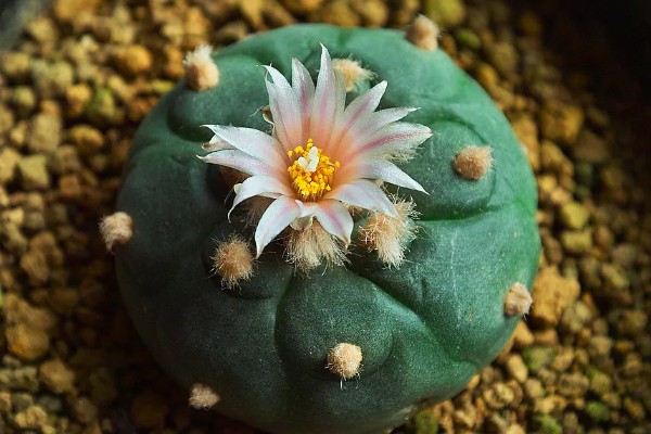 乌羽玉的栽培技术,宜用深盆种植