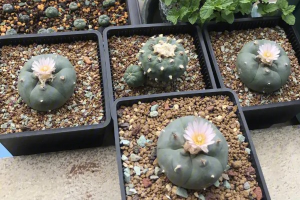 乌羽玉的栽培技术,宜用深盆种植