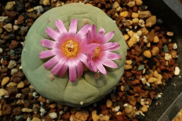 乌羽玉的栽培技术,宜用深盆种植